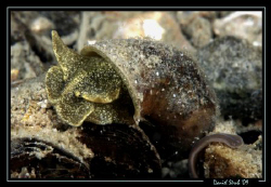 Freshwater snail - limnee; look at the bloodsucker at it'... by Daniel Strub 